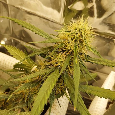 AK 49 #2 growlog timeline photo