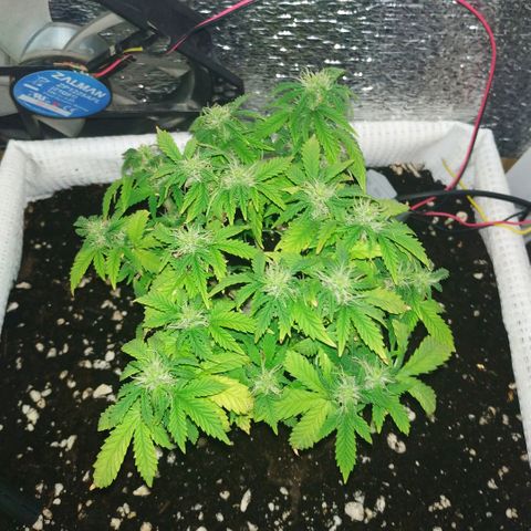 WW growlog timeline photo