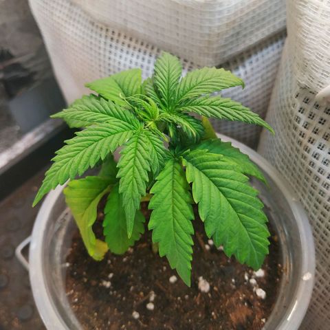 BW growlog timeline photo