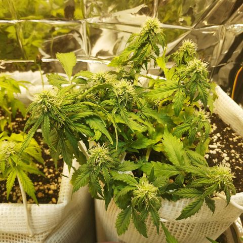 OG Kush Auto growlog timeline photo