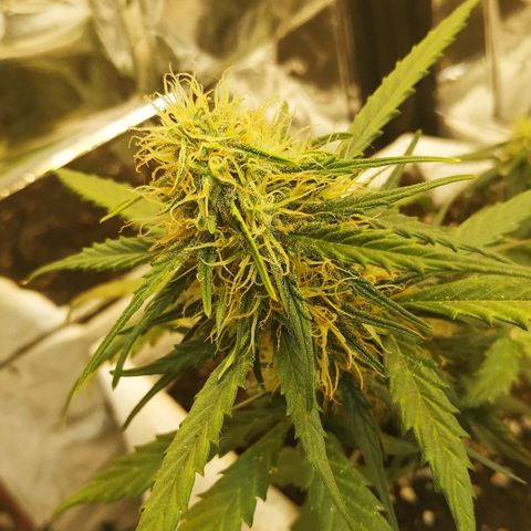 AK 49 #2 growlog timeline photo
