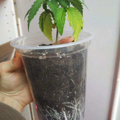BW growlog timeline photo