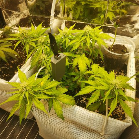 North growlog timeline photo