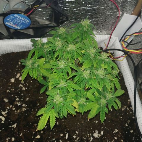 WW growlog timeline photo