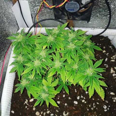 WW growlog timeline photo