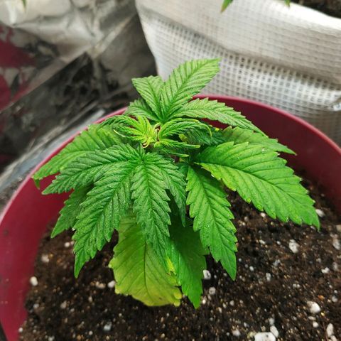 BW growlog timeline photo
