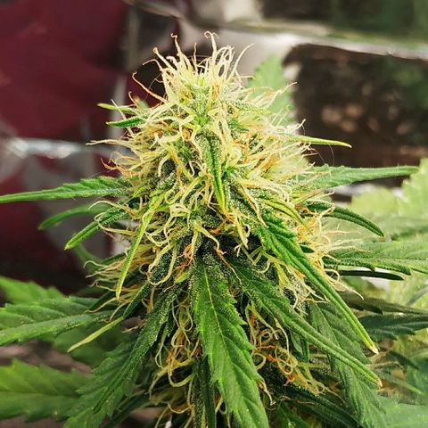 AK 49 #2 growlog timeline photo