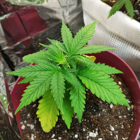 BW growlog timeline photo