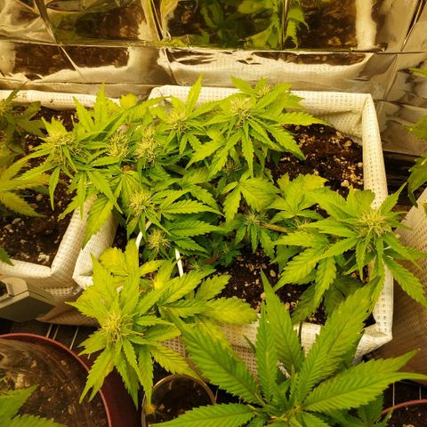 North growlog timeline photo