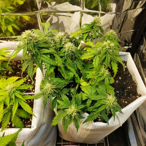 OG Kush Auto growlog timeline photo