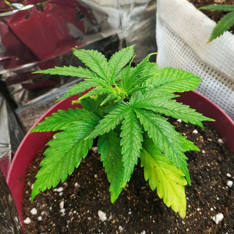 BW growlog timeline photo