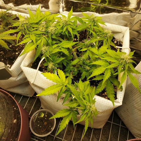 North growlog timeline photo