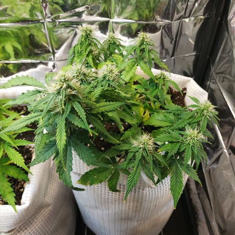 OG Kush Auto growlog timeline photo