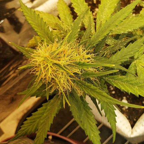 AK 49 #2 growlog timeline photo