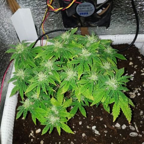 WW growlog timeline photo