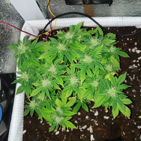 WW growlog timeline photo