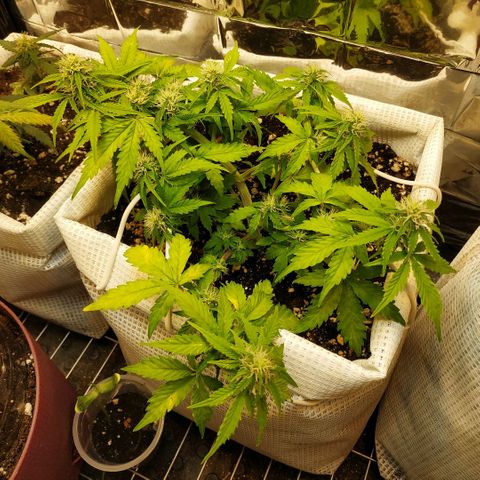 North growlog timeline photo