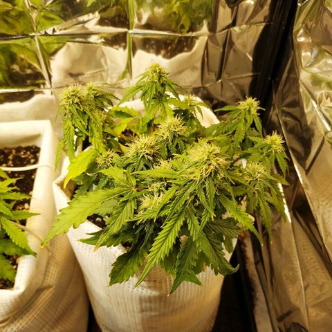 OG Kush Auto growlog timeline photo