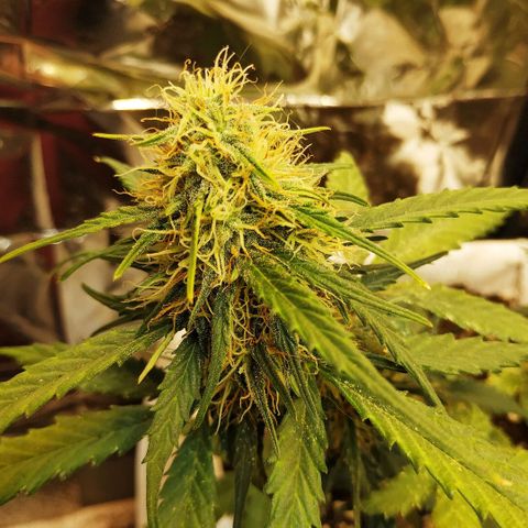 AK 49 #2 growlog timeline photo