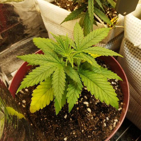 BW growlog timeline photo