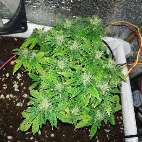 WW growlog timeline photo