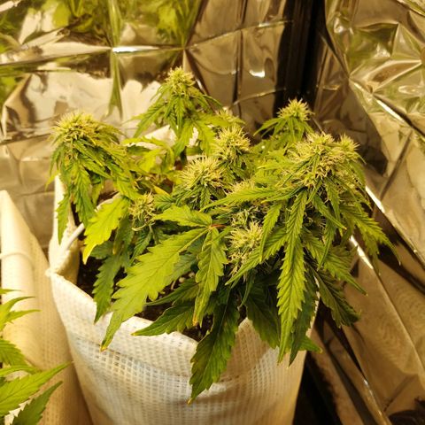 OG Kush Auto growlog timeline photo