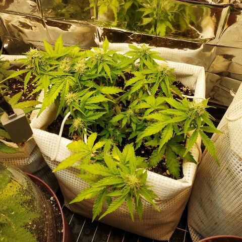 North growlog timeline photo