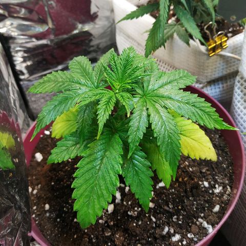 BW growlog timeline photo