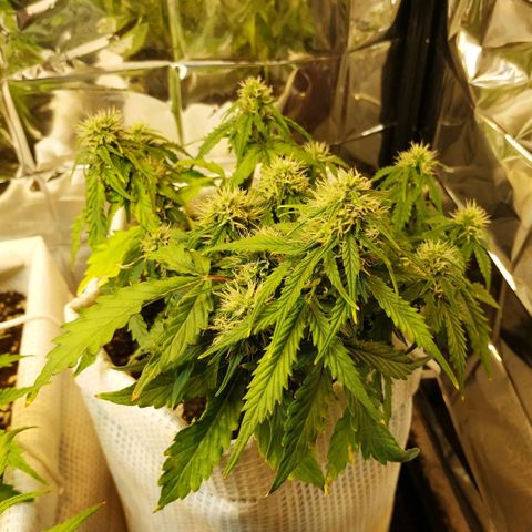 OG Kush Auto growlog timeline photo