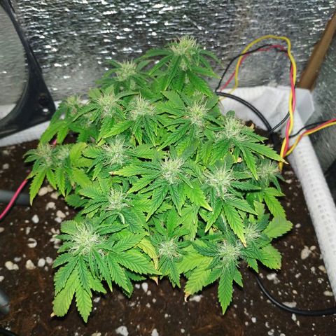 WW growlog timeline photo