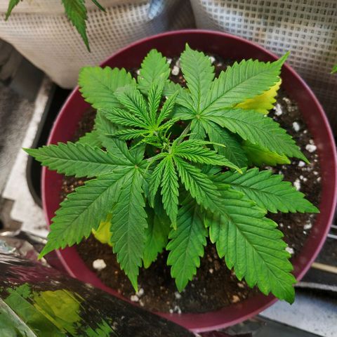 BW growlog timeline photo