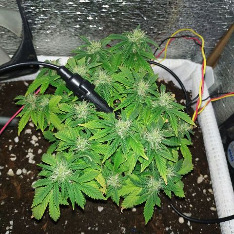 WW growlog timeline photo