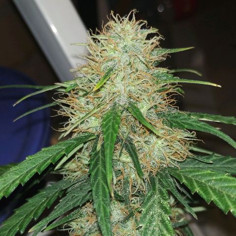 AK 49 #2 growlog timeline photo
