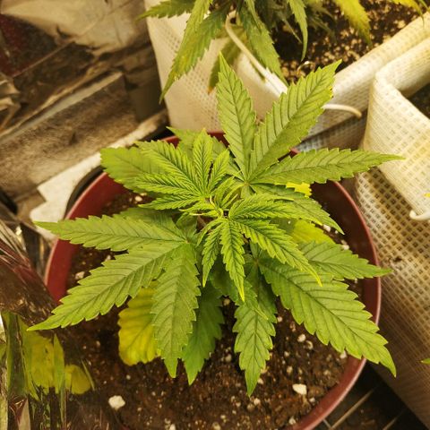 BW growlog timeline photo