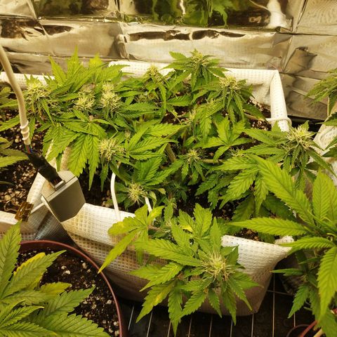 North growlog timeline photo