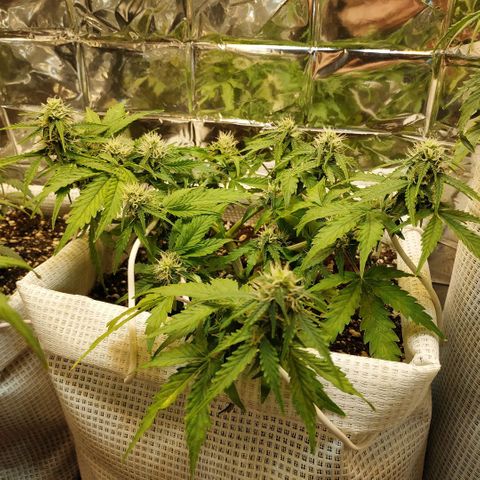 North growlog timeline photo
