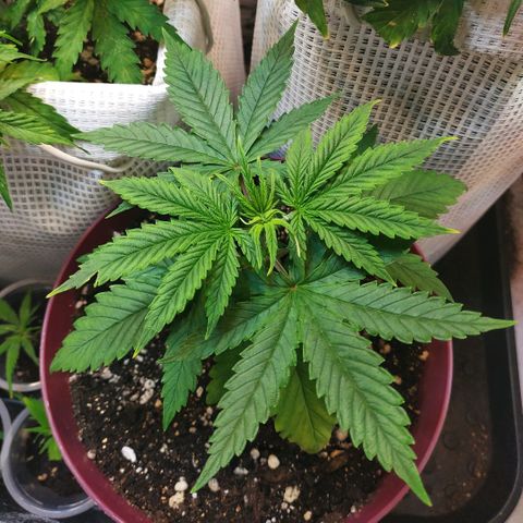 BW growlog timeline photo