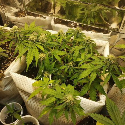 North growlog timeline photo
