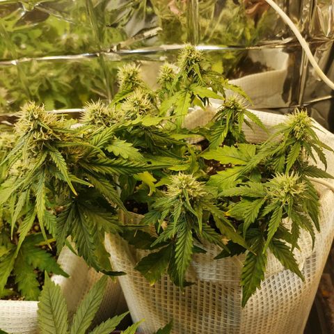 OG Kush Auto growlog timeline photo