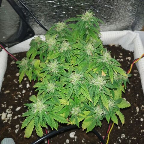 WW growlog timeline photo