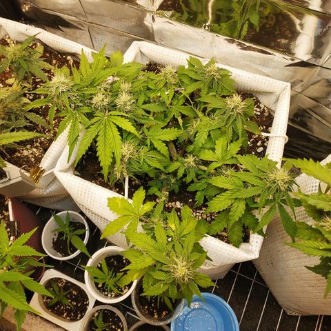 North growlog timeline photo