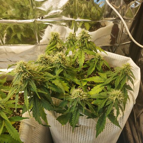 OG Kush Auto growlog timeline photo