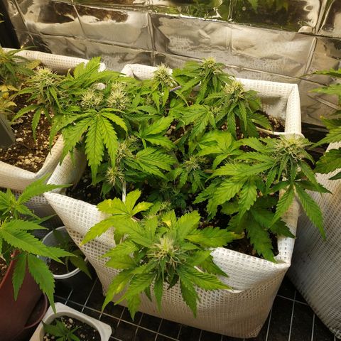 North growlog timeline photo