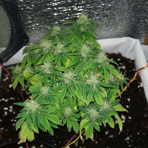 WW growlog timeline photo