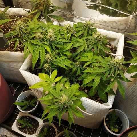 North growlog timeline photo