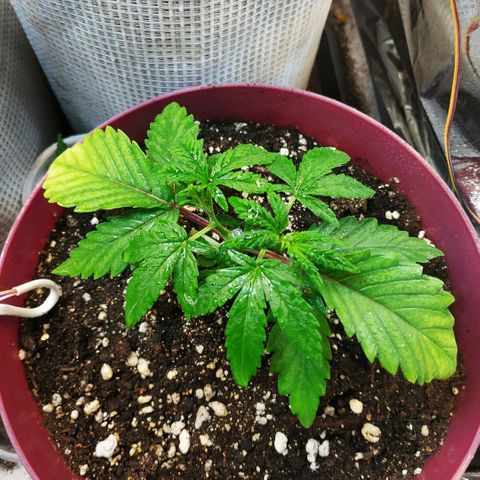 BW growlog timeline photo