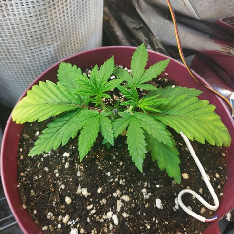 BW growlog timeline photo