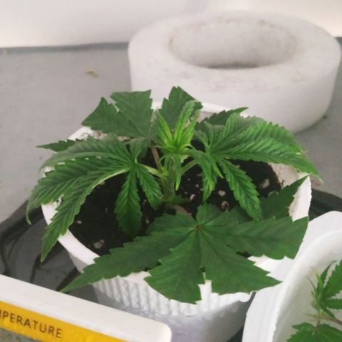 BW growlog timeline photo