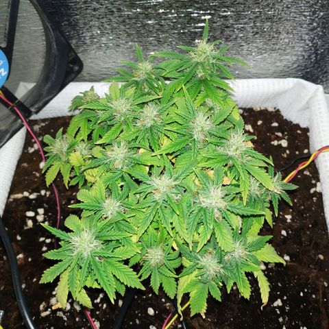 WW growlog timeline photo