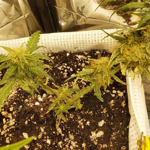 AK 49 #2 growlog timeline photo